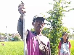 Kobra Ngumpet Bawah Kasur di Cawas Klaten Usai Makan Telur Ayam