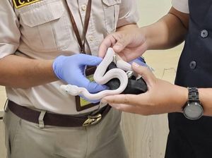 WNA Bawa 6 Ular Piton Albino dan 8 Biawak di Bandara YIA Diamankan WNA Bawa 6 Ular Piton Albino dan 8 Biawak di Bandara YIA Diamankan