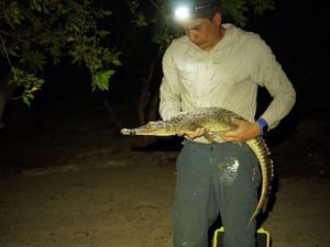 Peneliti Temukan Dua Spesies Buaya Baru, Ada di Negara Ini