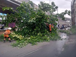 Pohon Setinggi 10 Meter Tumbang di Jalan Sholis Bogor, Jalan Sempat Tertutup
