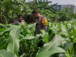 Lahan Kosong Dekat Bundaran Waru Sidoarjo Dimanfaatkan untuk Tanam Jagung