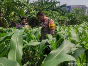 Lahan Kosong Dekat Bundaran Waru Sidoarjo Dimanfaatkan untuk Tanam Jagung Lahan Kosong Dekat Bundaran Waru Sidoarjo Dimanfaatkan untuk Tanam Jagung