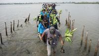Cegah Abrasi, Pelajar dan Relawan Tanam 2.000 Bibit Mangrove di Batang