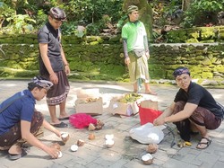 Lungsuran Galungan Dikasih Monyet di Monkey Forest Biar Tak Jadi Food Waste