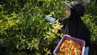 KWT Putri Manggala Panen Cabai Organik di Kebun Sayur Semarang