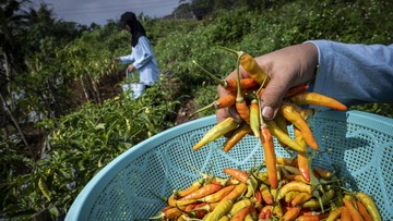 Harga Cabai Rawit-Perhiasan Emas Turun Bikin RI Deflasi 0,14%