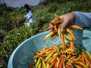 Harga Sembako Jogja Hari Ini 21 September 2025: Cek Update Cabai Rawit Merah!