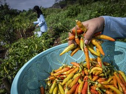 Harga Sembako Jogja Hari Ini 21 September 2025: Cek Update Cabai Rawit Merah!