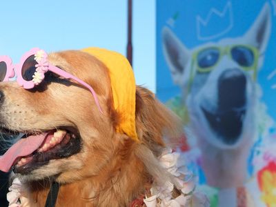 Puluhan Anjing Peliharaan Ikut Kontes Kostum di Bali