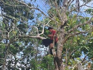 Perjuangan Warga Musi Rawas Panjat Pohon Demi Dapat Sinyal Perjuangan Warga Musi Rawas Panjat Pohon Demi Dapat Sinyal