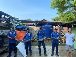 Sanca 4 Meter Dievakuasi Damkar Usai Mangsa Ternak Milik Warga Tangsel