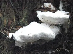 Ilmuwan Temukan Jamur Terpahit di Dunia, Aman Dimakan?