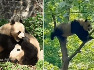 Panda Kelahiran Singapura Vs China, Naik Pohon & Nggak Mau Turun Panda Kelahiran Singapura Vs China, Naik Pohon & Nggak Mau Turun