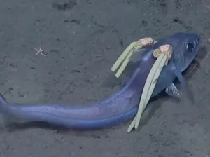 Bukan Kepang Rambut, Ini Parasit Penghisap Darah di Kepala Ikan