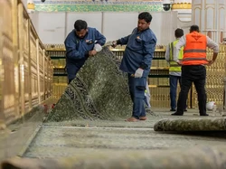 Alasan Karpet Masjid Nabawi Tetap Bersih Meski Dilalui Jutaan Jemaah