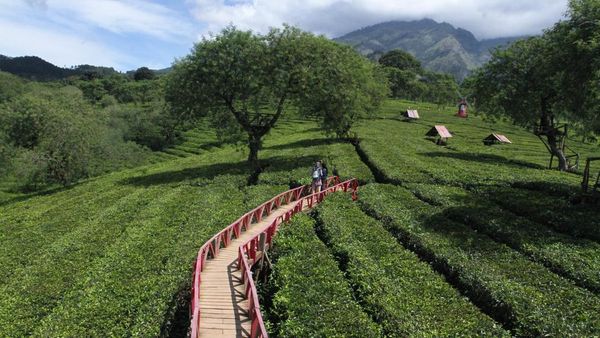 Wisata Bukit Kuneer di Malang Jadi Favorit Wisatawan