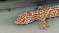 5 Cara Ampuh Mengusir Tokek dari Rumah Tanpa Menyakiti