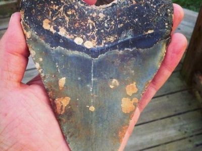 Benda-benda Mengejutkan yang Ditemukan di Pantai dan Laut