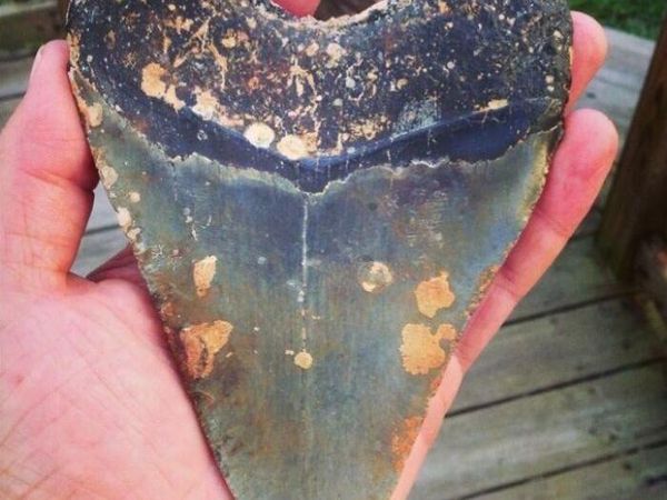 Benda-benda Mengejutkan yang Ditemukan di Pantai dan Laut