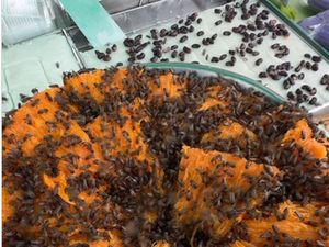 Gerobak Kue Dikerumuni Lebah hingga Viral Beras Korea di Jepang Gerobak Kue Dikerumuni Lebah hingga Viral Beras Korea di Jepang