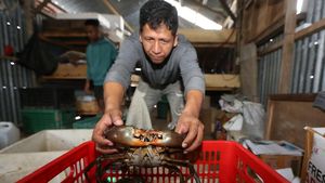 Intip Penangkaran Kepiting Bakau untuk Ekspor di Aceh
