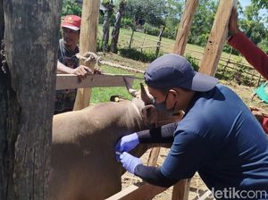 17.534 Hewan Ternak di Sulsel Terjangkit PMK, 6.892 Ekor Sembuh-35 Mati 17.534 Hewan Ternak di Sulsel Terjangkit PMK, 6.892 Ekor Sembuh-35 Mati