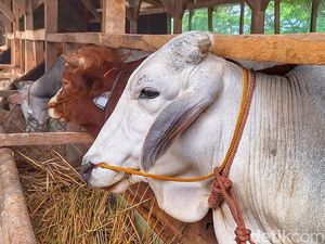 Antisipasi PMK, Pemkab Perketat Jalur Distribusi Hewan Kurban