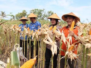 Produksi Jagung Melonjak, Irwasum Polri: Kolaboratif Menuju Swasembada Pangan Produksi Jagung Melonjak, Irwasum Polri: Kolaboratif Menuju Swasembada Pangan