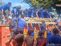 Buaya 4 Meter Teror Permukiman Warga di Pangkep, Damkar Evakuasi