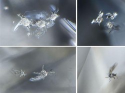 Berlian dari Kedalaman 600 Km Ungkap Bumi yang Kaya Kandungan Air