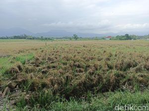 Panen Raya Terhambat, 60% Padi Dibiarkan gegara kekurangan Tenaga Tebas Panen Raya Terhambat, 60% Padi Dibiarkan gegara kekurangan Tenaga Tebas