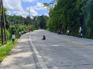 Geger Beruk Muncul di Tengah Jalan Cimerak-Legokjawa Pangandaran