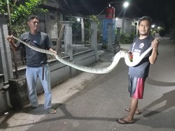 Piton 3,5 Meter Bikin Heboh Pengunjung Angkringan di Tulas Klaten