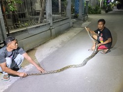 Piton 3,5 Meter Bikin Pengunjung Angkringan Bubar, Melawan Saat Dievakuasi