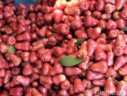 Kisah Hery Pemuda Pati Sukses Bertani, Sehari Jual 5 Kuintal Jambu Citra