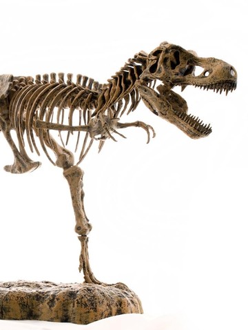 Tas Dinosaurus: Siap-siap Jadi Primadona Fashion Abad Ini!