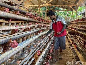 Peternak Telur Ayam Ungkap Harga Telur Turun Rp 21 Ribu/Kg Peternak Telur Ayam Ungkap Harga Telur Turun Rp 21 Ribu/Kg