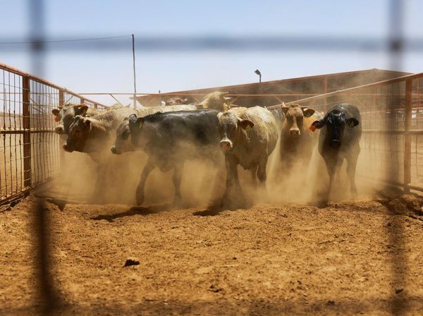 AS-Meksiko Capai Kesepakatan Atasi Wabah Larva Parasit demi Ekspor Sapi