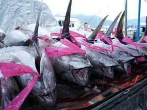 Organisasi Tuna Dunia Wajibkan Kapal Penangkap Pakai VMS Organisasi Tuna Dunia Wajibkan Kapal Penangkap Pakai VMS