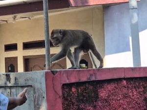 Monyet Lepas Berkeliaran di Tapos Depok Kabur Saat Akan Ditangkap Damkar