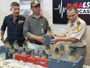 WN Tiongkok Selundupkan Satwa Dilindungi di Manado, 12 Taring Harimau Diamankan WN Tiongkok Selundupkan Satwa Dilindungi di Manado, 12 Taring Harimau Diamankan
