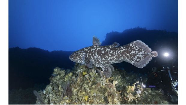 Ikan coelacanth di Laut Maluku