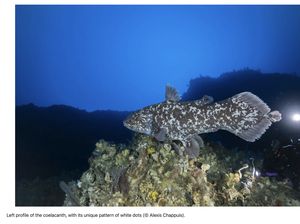 Super Langka! Ikan Purba Coelacanth Terpotret Ilmuwan di Laut Maluku Indonesia Super Langka! Ikan Purba Coelacanth Terpotret Ilmuwan di Laut Maluku Indonesia