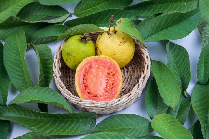 Bikin Sehat! 5 Khasiat Seduhan Daun Jambu Merah