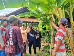 5 Fakta Uniknya Pohon Pisang di Ponorogo Berbuah 6 Tandan Sekaligus