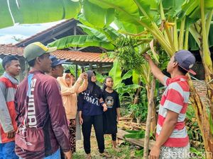 5 Fakta Uniknya Pohon Pisang di Ponorogo Berbuah 6 Tandan Sekaligus 5 Fakta Uniknya Pohon Pisang di Ponorogo Berbuah 6 Tandan Sekaligus