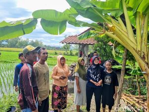 Fenomena Langka Pohon Pisang di Ponorogo Berbuah 6 Tandan
