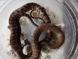 Ular Jali Dievakuasi Usai Duel Lawan Induk Ayam di Klaten, Panjangnya 1 Meter