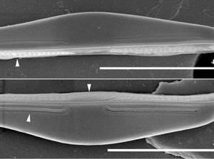 Ilmuwan UB Temukan 2 Genus dan 5 Spesies Mikroalga Baru di Jatim dan Sulteng