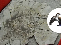 Temuan Fosil Dinosaurus dari China Kebohongan Terbesar Paleontologi